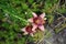 Lilium x Hybrida \\\'Dot Com\\\' blooms in July in the garden. Berlin, Germany