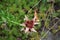 Lilium x Hybrida \\\'Dot Com\\\' blooms in July in the garden. Berlin, Germany