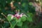 Lilium x Hybrida \\\'Dot Com\\\' blooms in July in the garden. Berlin, Germany