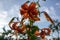 Lilium lancifolium beautiful flowers in bloom, ornamental orange flowering plant