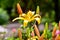 Lilium lancifolium or Daylily is an Asian species of lily,  is widely planted as an ornamental