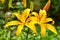 Lilium lancifolium or Daylily is an Asian species of lily,  is widely planted as an ornamental