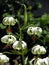 Lilium ledebourii flower