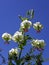 Lilium ledebourii flower
