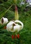 Lilium ledebourii flower closeup
