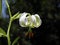 Lilium ledebourii flower closeup
