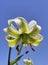 Lilium ledebourii a lily flower closeup