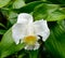 Lilium longiflorum flower at the park in Singapore