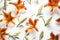 Lilium Longiflorum flowers seamless white background Top down view