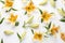Lilium Longiflorum flowers seamless white background Top down view