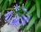 Lilium longiflorum plants and flowers