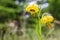 Lilium martagon