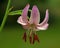 Lilium martagon flower