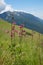 Lilium martagon in mountain landscape monte baldo, italy