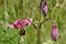 Lilium martagon in a mountain meadow