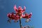 Lilium martagon - Turk`s cap lily