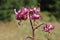 Lilium martagon - Turk`s cap lily