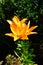 Lilium \\\'Orange\\\' blooms with orange flowers in the garden in July. Berlin, Germany