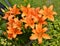 Lilium Orange Pixie flowers