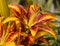 Lilium pardalinum, also known as the leopard lily or panther lily,