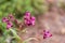 Lilium-pink flower on blurred background. Selective focus. Impatiens glandulifera flower.