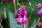 Lilium-pink flower on blurred background. Selective focus. Impatiens glandulifera flower