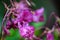 Lilium-pink flower on blurred background. Selective focus. Impatiens glandulifera flower