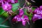 Lilium-pink flower on blurred background. Selective focus. Impatiens glandulifera flower