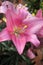 Lilium, Pink Lily