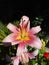 Lilium pink oriental