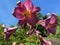 Lilium `Pink Perfection` Trumpet Lily, Lily Pink Perfection or Orienpet Lilie, Mainau - Constance, Germany