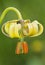 Lilium pyrenaicum lily impressive flower of medium size and intense yellow color that grows in meadows and high mountain ditches