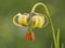 Lilium pyrenaicum lily impressive flower of medium size and intense yellow color that grows in meadows and high mountain ditches