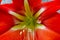 Lilium,  Red lily with rustic background wall in Guatemala, Central America.