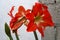 Lilium,  Red lily with rustic background wall in Guatemala, Central America.