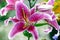 Lilium speciosum rubrum fa \'Star Gazer\'