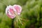 Lilium speciosum var. gloriosoides