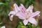 Lilium spp have large flowers are very beautiful and elegant. Some are very fragrant It is the flower most expensive at present.