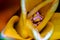 Lilium Stamen