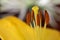 Lilium Stamens Yellow Abstract