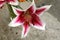 Lilium \'Star Gazer\'