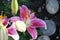 Lilium - Star Gazer - in blossom and with buds