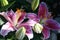 Lilium - Star Gazer - in blossom and with buds