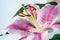 Lilium \'Stargazer\' (the Stargazer lily) is a hybrid lily of the