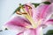 Lilium \'Stargazer\' (the Stargazer lily) is a hybrid lily of the