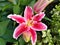 Lilium `Starlight Express`