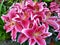 Lilium `Starlight Express`