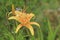Lilium Tigrinium / Tiger Lilia / Lily