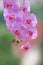 Lillac orchid