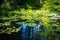 Lillies in the zen park at dusk